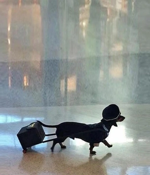 Самые смешные животные из комедийной галереи Blessed Images