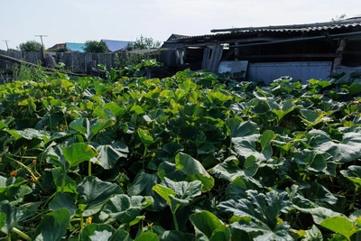 Tyumen Agronomist Advises Which Vegetables to Harvest