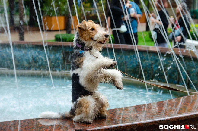 Гостей праздника ждут веселые конкурсы, мастер-классы по дрессировке и познавательные лекции для заводчиков | Источник: Оксана Витязь