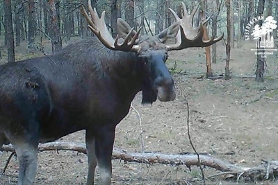 Лось в Бузулукском бору похвастался рогами 30 кг