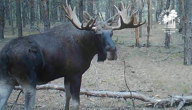 Лось в Бузулукском бору похвастался на камеру своими рогами весом 30 килограммов | Источник: Бузулукский бор / T.me