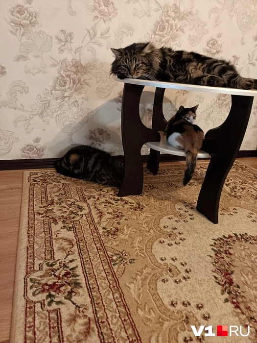 Трикотаж! | Источник: читатели V1.RU