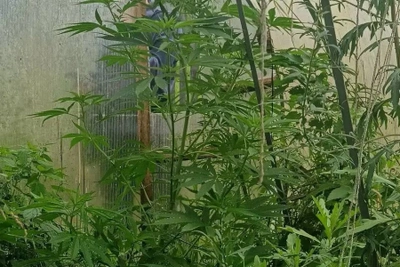 У жителя Передела нашли коноплю и патроны