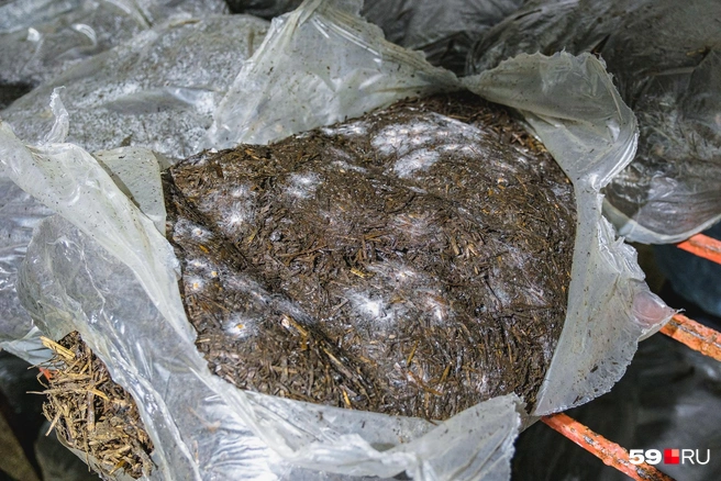 Когда на пакете появляются желтые пятна, его необходимо вскрыть и разрыхлить. Белые пятна&nbsp;— это зародыши грибов | Источник: Тимофей Калмаков / 59.RU