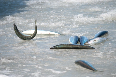 Как подсекать рыбу: советы от опытного рыбака