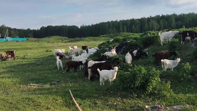 Встречались и животные попроще | Источник: Татьяна Маслова