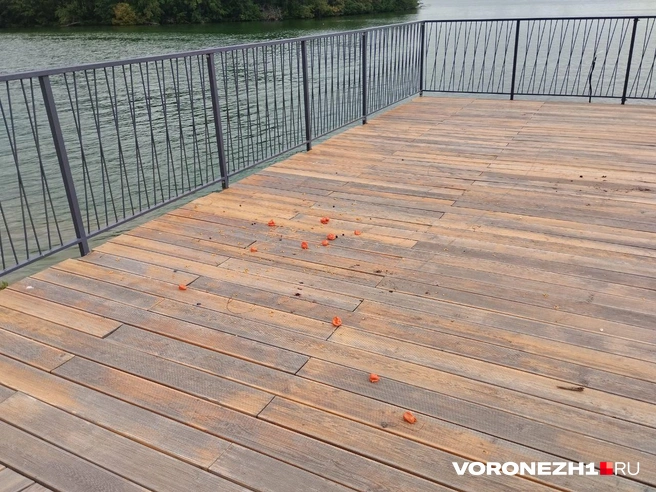 Источник: Дмитрий Волгин / Voronezh1.ru
