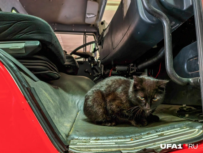Ну что, когда поедем-то? | Источник: Булат Салихов / UFA1.RU
