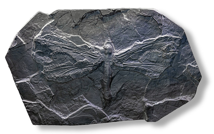 «Богатыри — не вы»: 5 гигантов, обитавших на Земле миллионы лет назад