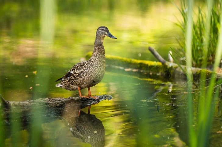 Источник: Shutterstock/Fotodom.ru