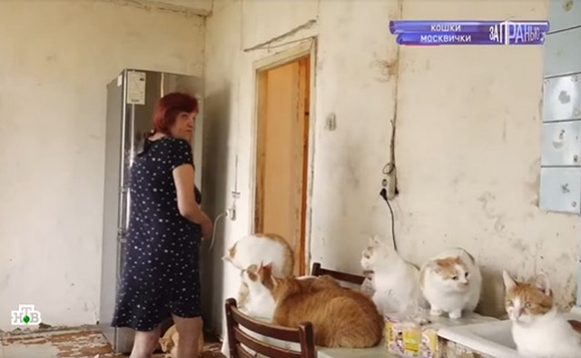Жалобы соседей, зловонный запах и загаженная квартира: женщина содержит 130 кошек