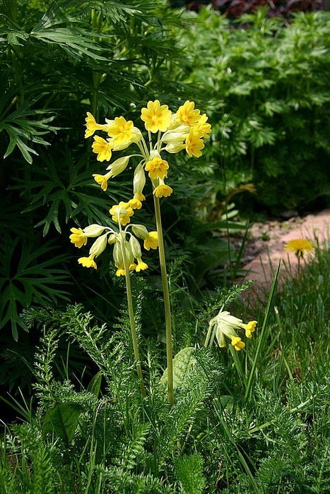 Первоцвет весенний (Primula veris) | Источник: Lothar Spurzem / CC BY-SA 2.0