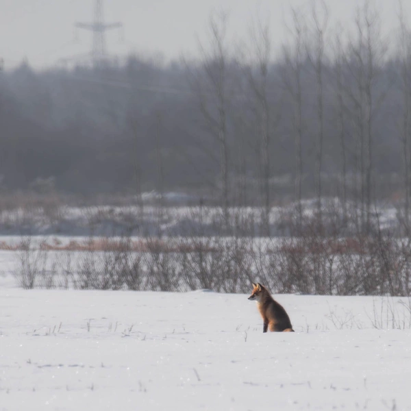 Источник:  Антон Кубышкин / «Грибы и Грибники СПб» 