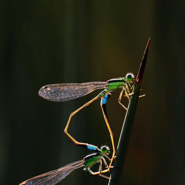 Победитель в номинации «Поведение: беспозвоночные» | Источник: Dr Tze Siong Tan / World Nature Photography Awards 2020