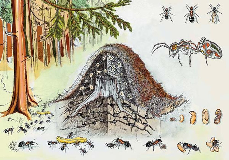 Универсальный труженик: секреты лесного муравья