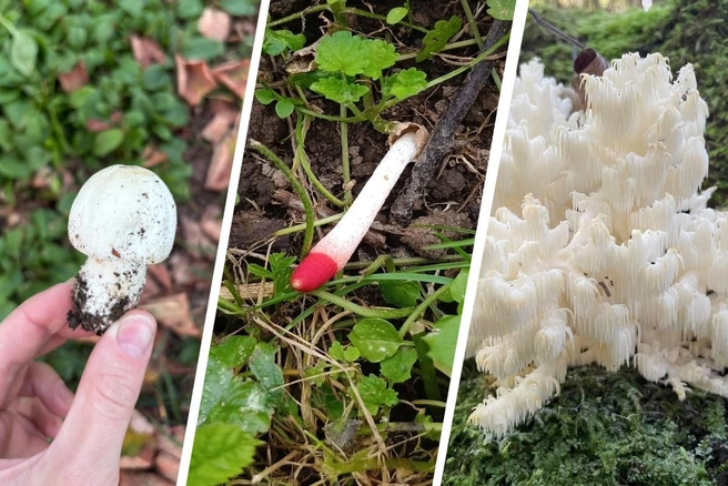 Какие редкие грибы можно найти на территории Ярослаской области | Источник: Юрий Пьянков, читательница 76.RU