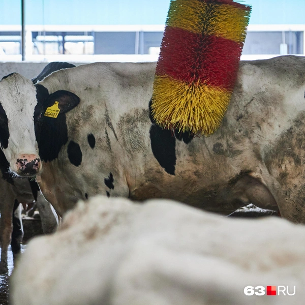 Источник: Роман Данилкин / 63.RU