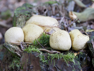 как выглядят ядовитые двойники съедобных грибов