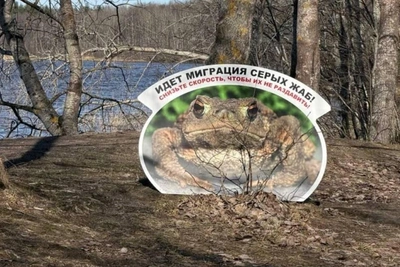 Акция помощи жабам в Сестрорецком разливе