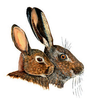 Отличие зайца от кролика фото наглядно