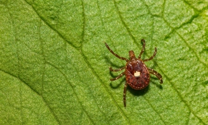 Роковой гамбургер: в США зарегистрирован первый случай смерти от аллергии на мясо, вызванной укусом клеща