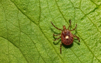 Роковой гамбургер: в США зарегистрирован первый случай смерти от аллергии на мясо, вызванной укусом клеща