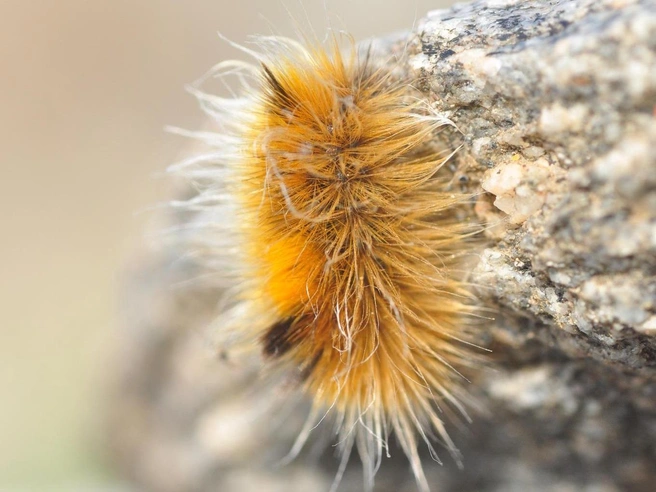 Гусеница гренландской медведицы (Gynaephora groenlandica) — рекордсмен по выживанию в экстремальных холодах. | Источник: Oskar Liset Pryds Hansen, CC BY 4.0, via Wikimedia Commons