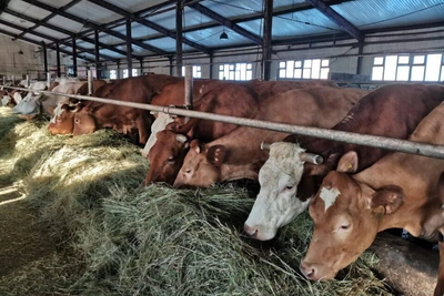 Повторная вакцинация от пастереллеза в Якутске