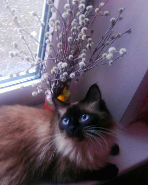 котики весна Самара