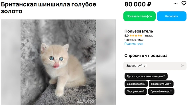 Порода котенка&nbsp;— британская длинношёрстная | Источник: avito