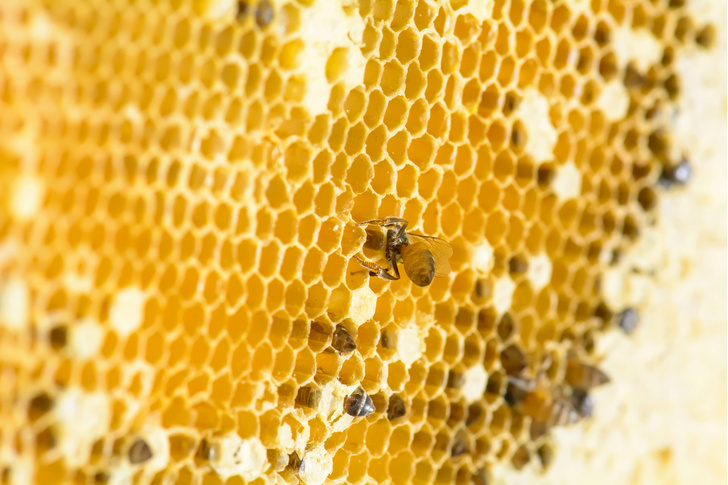 Почему пчелиные соты шестиугольные?