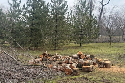 В парке ДГТУ вырубили заражённые ясени