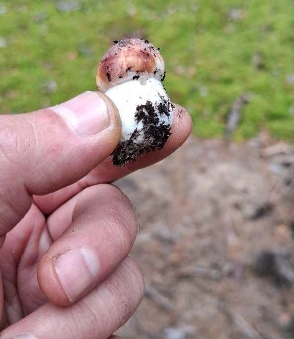 А этот совсем малыш-грибочек  | Источник: читатель 72.RU