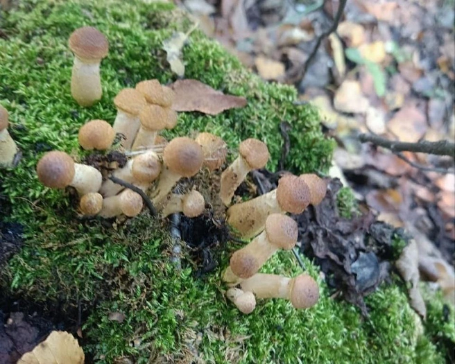 Опята растут на пнях и на корнях деревьев  | Источник: «Наша Иртышская правда» / Vk.com