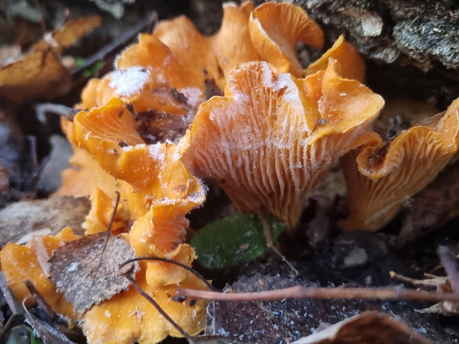 Подморозило | Источник: Мария Плугина / vk.com