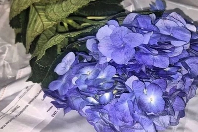 Зараженные гортензии из Китая сожгли в Приамурье