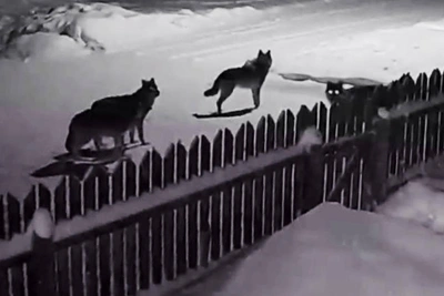 На окраине Архангельска замечена стая волков