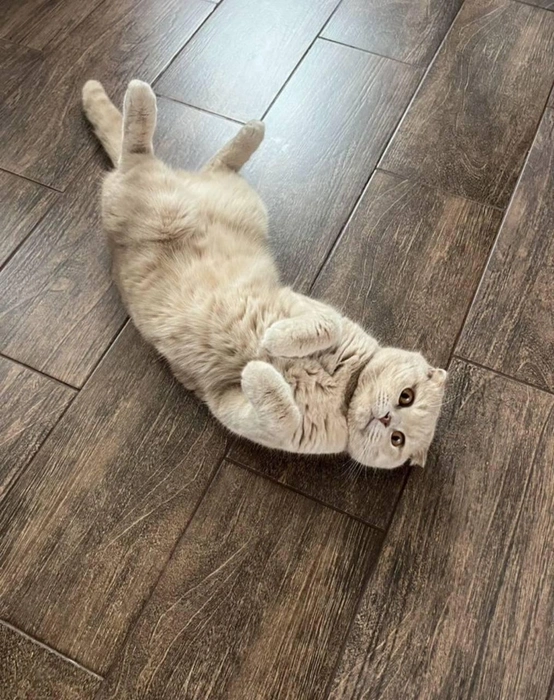 Вот так выглядит кот за 3&nbsp;млн рублей | Источник: сайт бесплатных объявлений