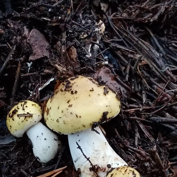 Источник: Людмила Буздалова / «Уральский ЯжеГрибник» / Vk.com