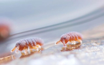 10 фото крошечных созданий из почвы, которых вы ни за что не заметите сами