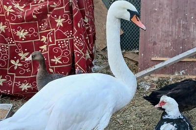Спасенный лебедь под Волгоградом сломал крыло и стал мамой