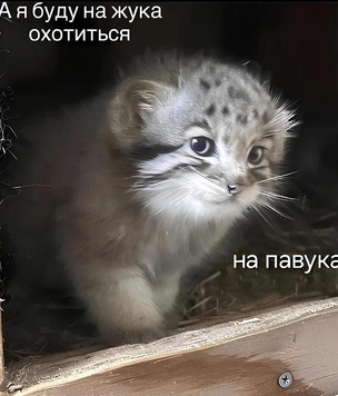 Что за мем «А я на жука буду охотиться, на павука»