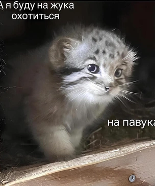 Что за мем «А я на жука буду охотиться, на павука»