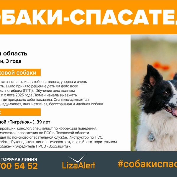 Источник: «ЛизаАлерт»