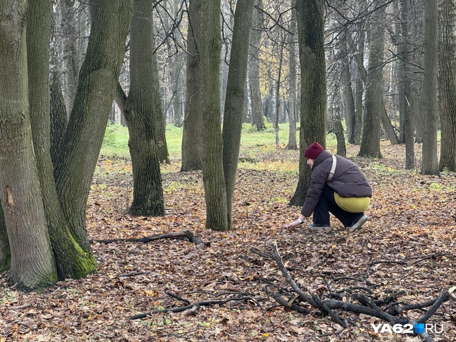 В структуру центрального парка обещают встроить и стадион | Источник: Сергей Петунин / YA62.RU