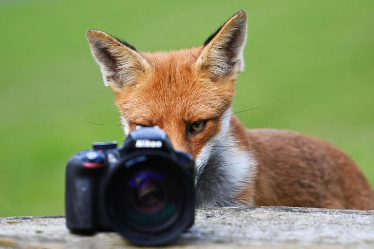 Британская лисица любуется своей фотографией
