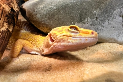 Прокуратура требует закрыть зоопарк «Зверополис» в Саратове