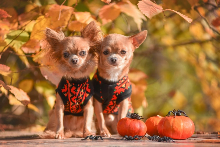 Чихуахуа | Источник: Oksamutnaya/Shutterstock/Fotodom.ru