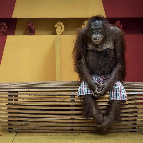Источник: Wildlife Photographer of the Year