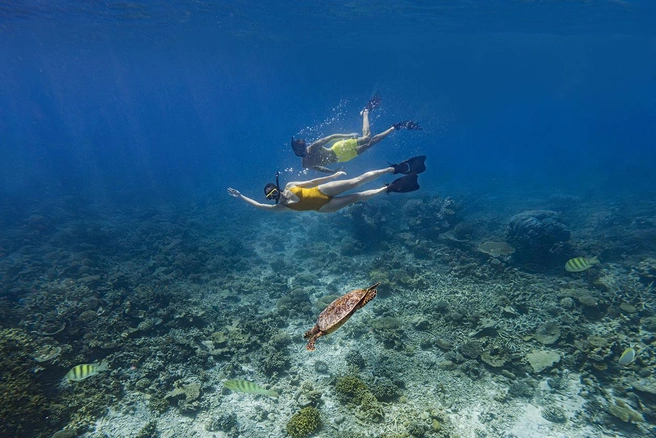 Туристы смогут изучить морских обитателей и увидеть живые коралловые сады | Источник: The Halcyon